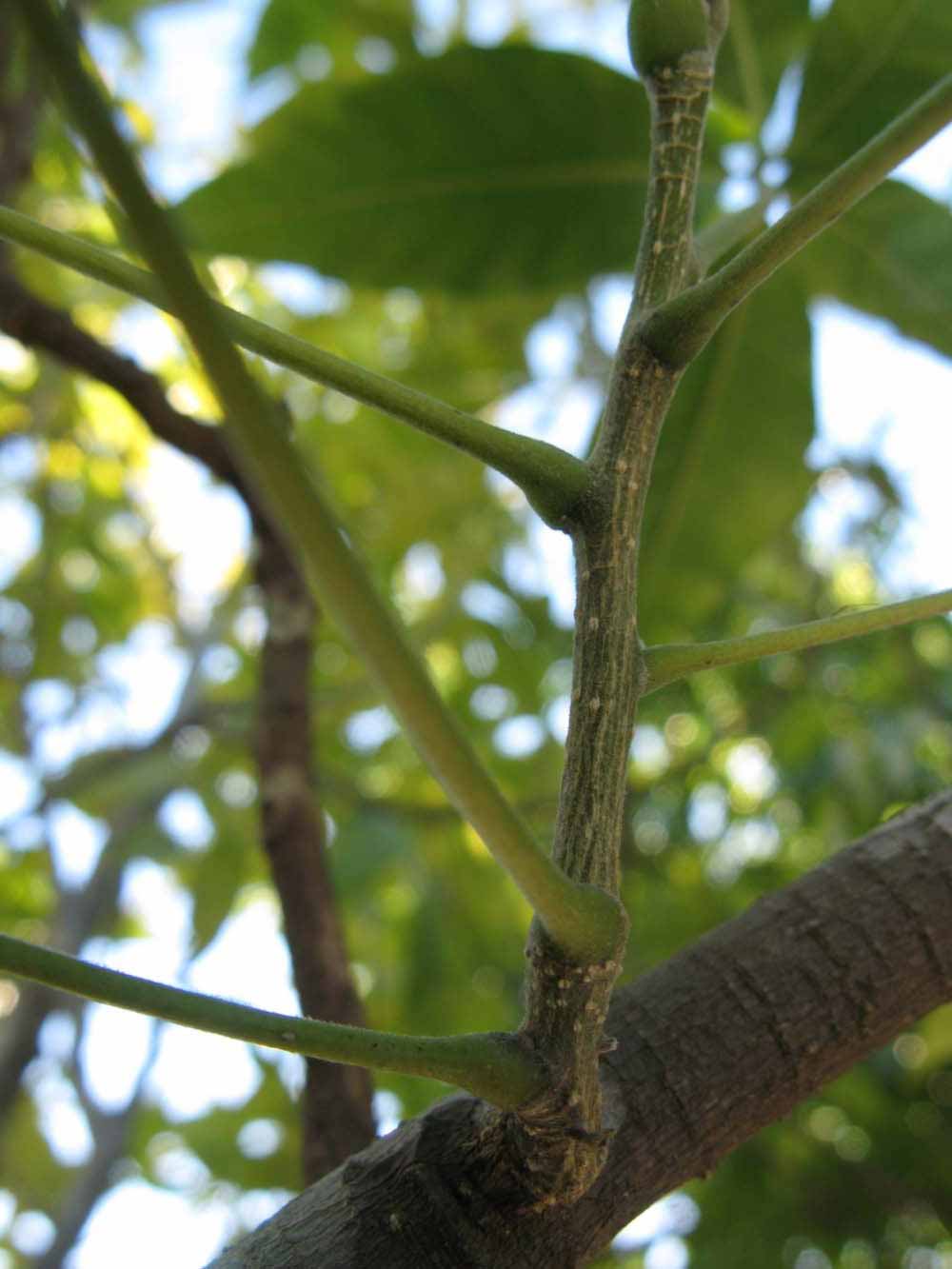              Second - third year twig (Winter Haven,   FL)       